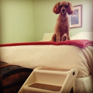My little muse, Rusty, proudly conquered the steps to the "big bed".