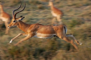 Kelly's Hover antelope