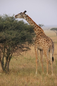 Giraffe, by Kelly Gast.