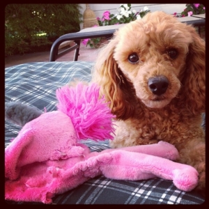 This is my pink flamingo.  He's very important to me.  Read on to find out why!  ~Rusty~