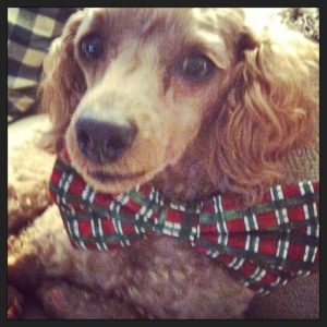 My Rusty is wisely opposed to elves & wearing antlers.