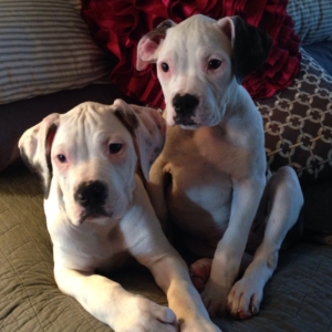 Nixon & Lola, puppy therapists extraordinaire.