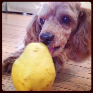 Rusty can't get mad @ a peanut butter-smeared pear.
