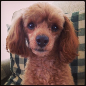 Rusty, my poodle Buddha